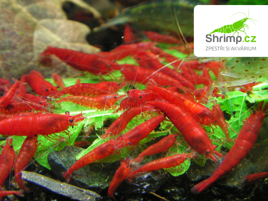 Bloody mary 20 ks - Neocaridina davidi