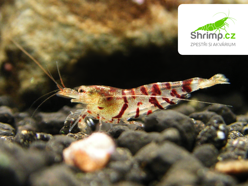 Krevetka Wild Tiger 10 ks - Caridina mariae