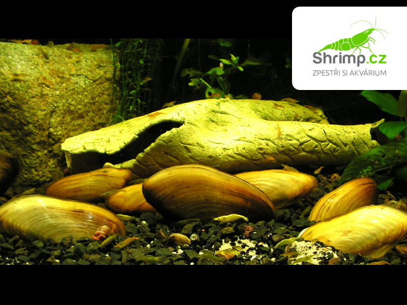 Škeble - Anodonta 10 ks