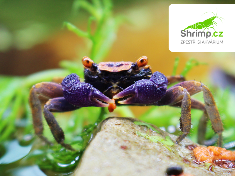 Krab Disco Vampire 5 ks - Geosesarma tiomanicum