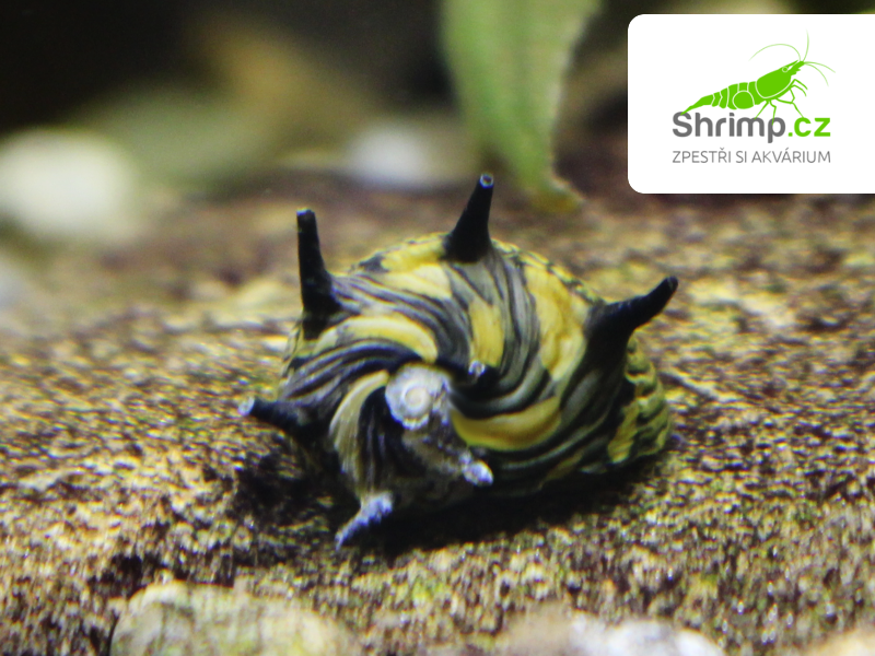 Plž Sun 20 ks - Clithon corona