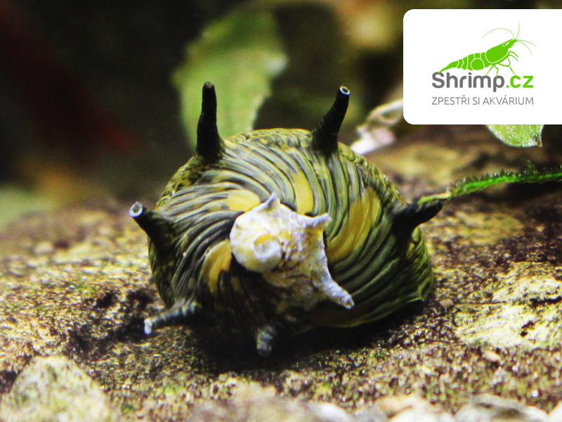 Plž Sun 20 ks - Clithon corona