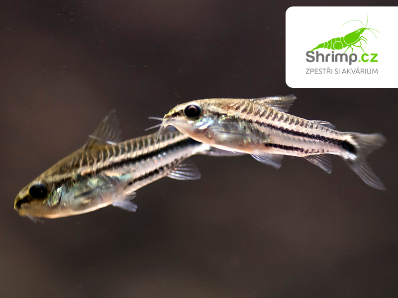 Pancéřníček malý 10 ks - Corydoras pygmaeus