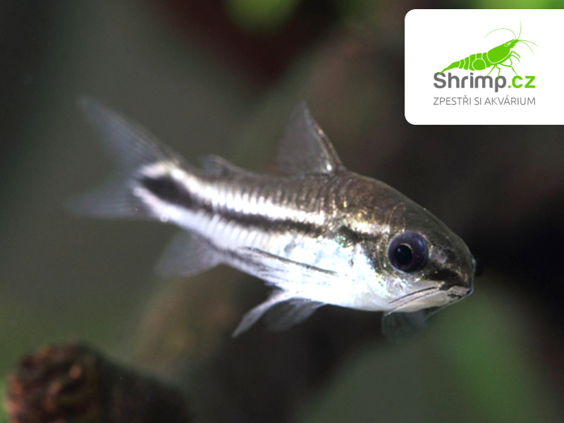 Pancéřníček malý 10 ks - Corydoras pygmaeus