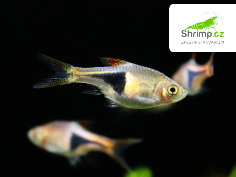 Razbora klínoskvrnná 10 ks - Rasbora (Trigonostigma) heteromorpha
