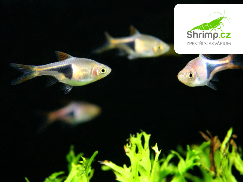 Razbora klínoskvrnná 20 ks - Rasbora (Trigonostigma) heteromorpha
