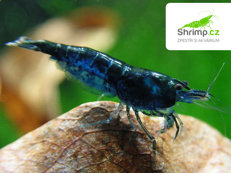 Blue dream 20 ks (Neocaridina davidi)