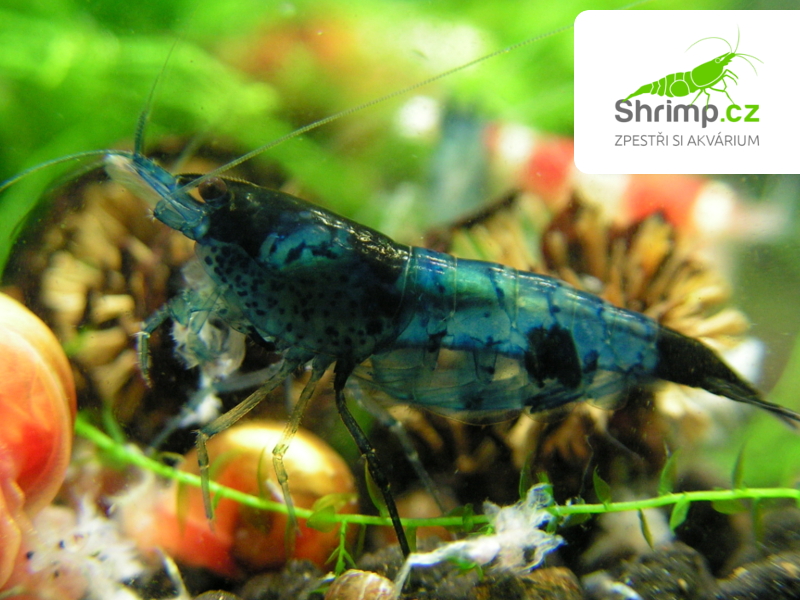 Blue dream 20 ks (Neocaridina davidi)