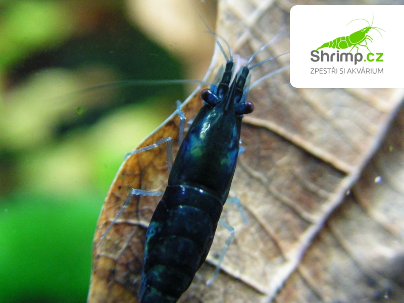 Blue dream 20 ks (Neocaridina davidi)