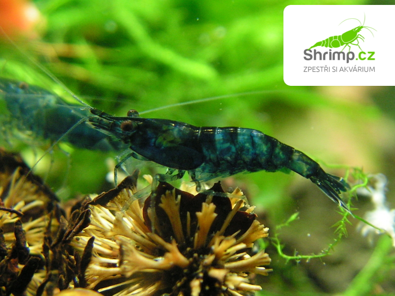 Blue dream 20 ks (Neocaridina davidi)