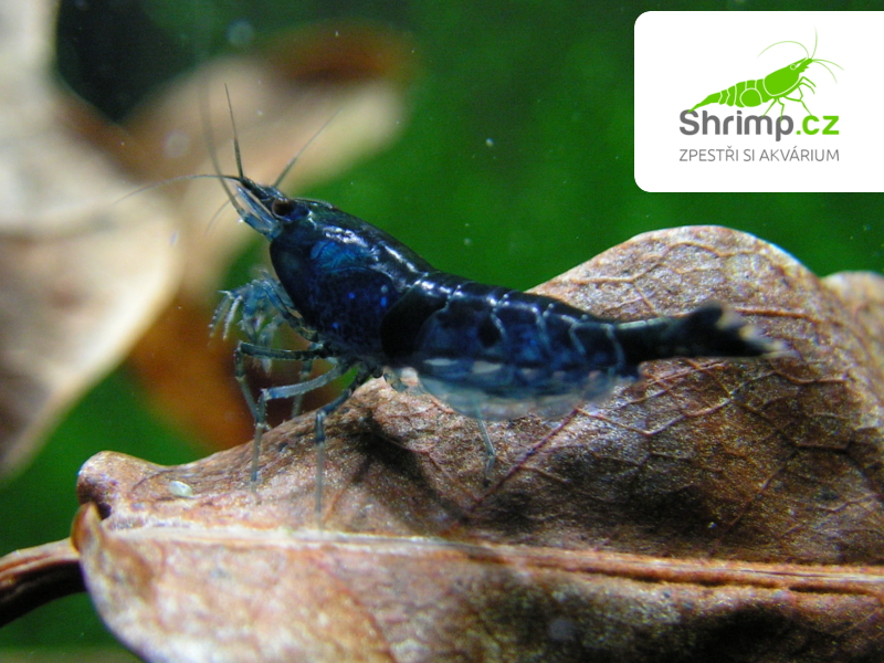 Blue dream 20 ks (Neocaridina davidi)