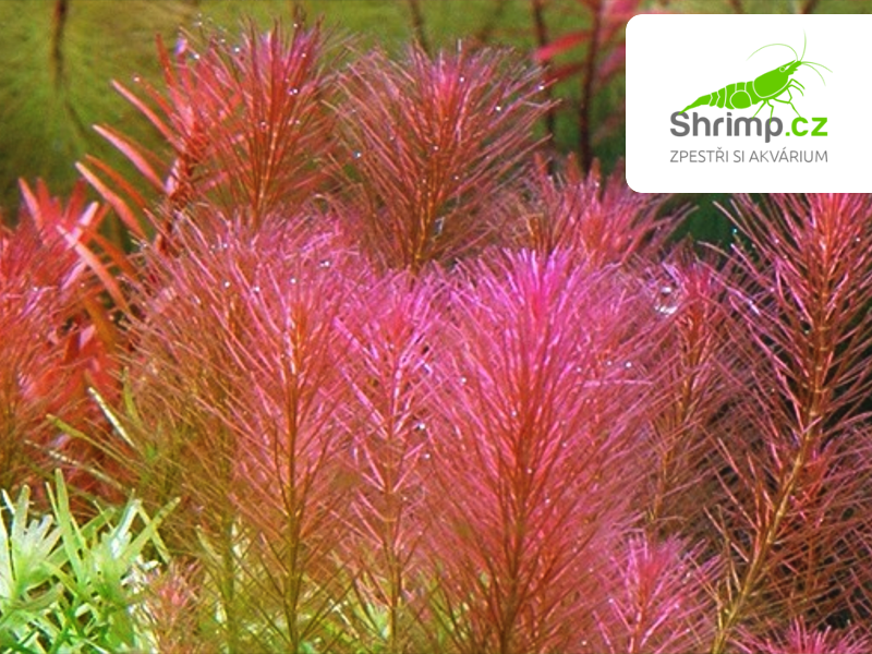 Rotala wallichii  - košík