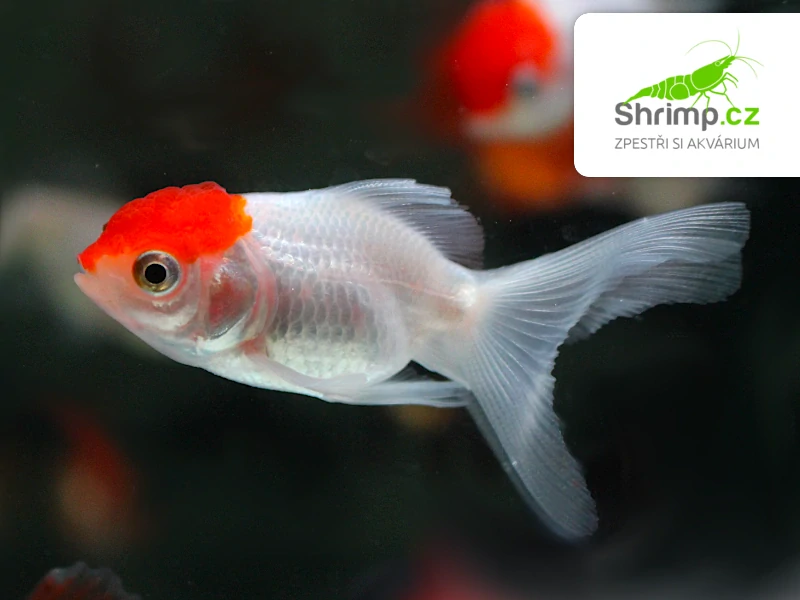 Závojnatka Red Cap - Carassius auratus