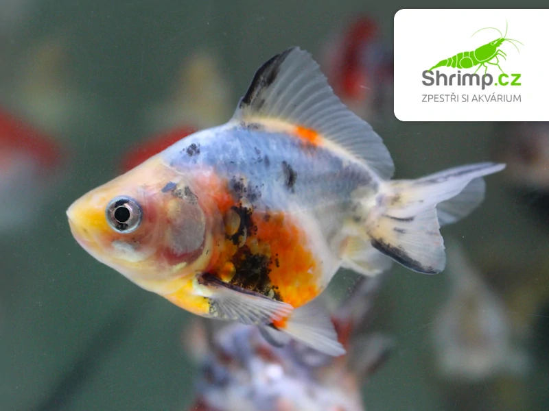 Závojnatka Calico - Carassius auratus