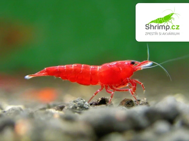 Bloody mary 10 ks - Neocaridina davidi