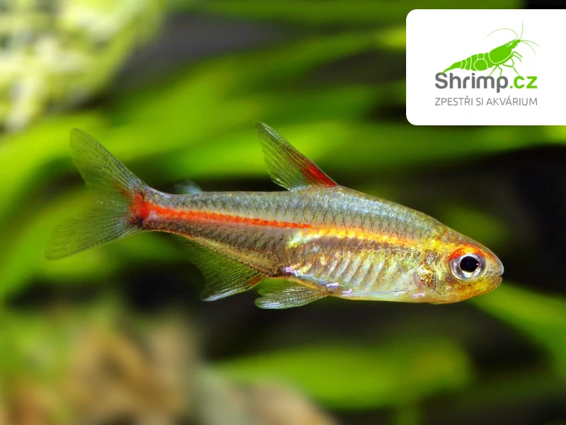 Tetra žhavá 10 ks - Hemigrammus erythrozonus