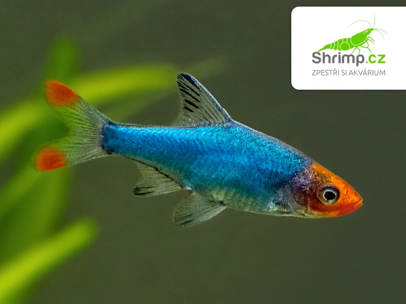 Razbora lysá (1,5-3 cm) - Rasbora sawbwa