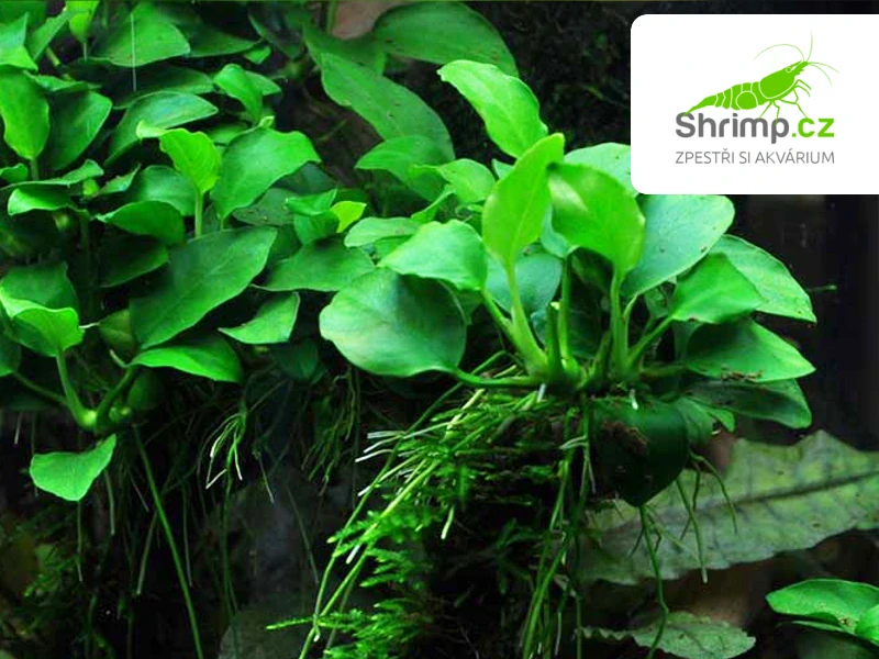 Anubias nana - svazek