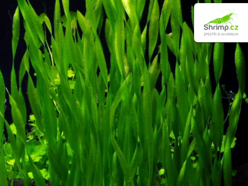 Vallisneria asiatica - svazek
