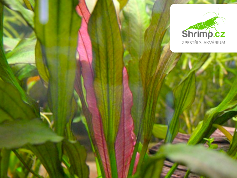 Echinodorus red diamond- svazek