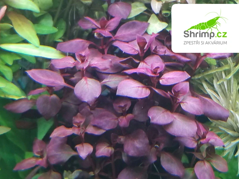 Ludwigia sp. Super Red - svazek