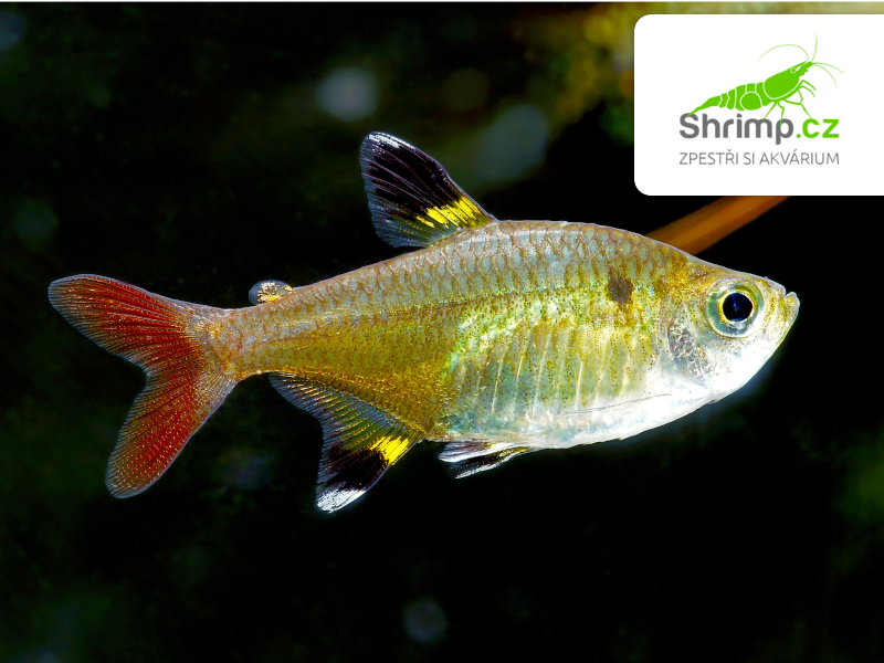 Tetra průsvitná 20 ks - Pristella maxillaris
