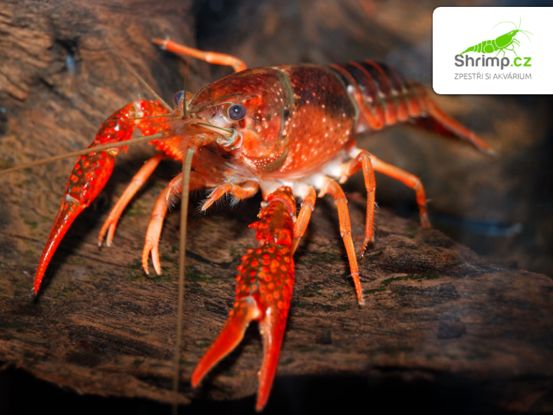 Rak červený – Procambarus clarkii