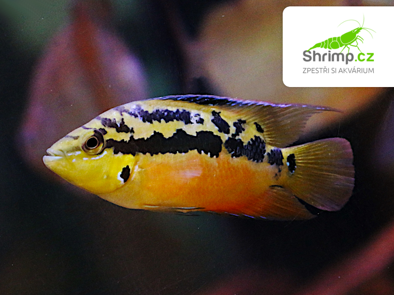 Kančík Salvinův (4-5 cm) - Cichlastoma salvini Red