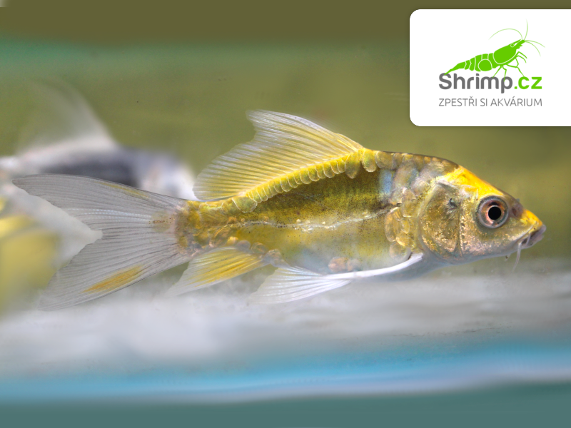 Koi kapr Kabuto Yellow long fin 7-10 cm – Cyprinus carpio