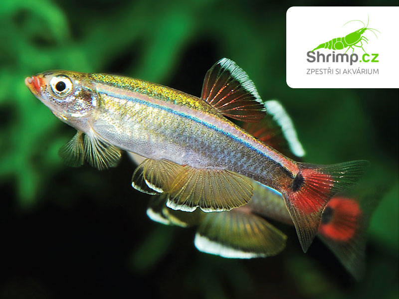 Kardinálka čínská 20 ks - Tanichthys albonubes