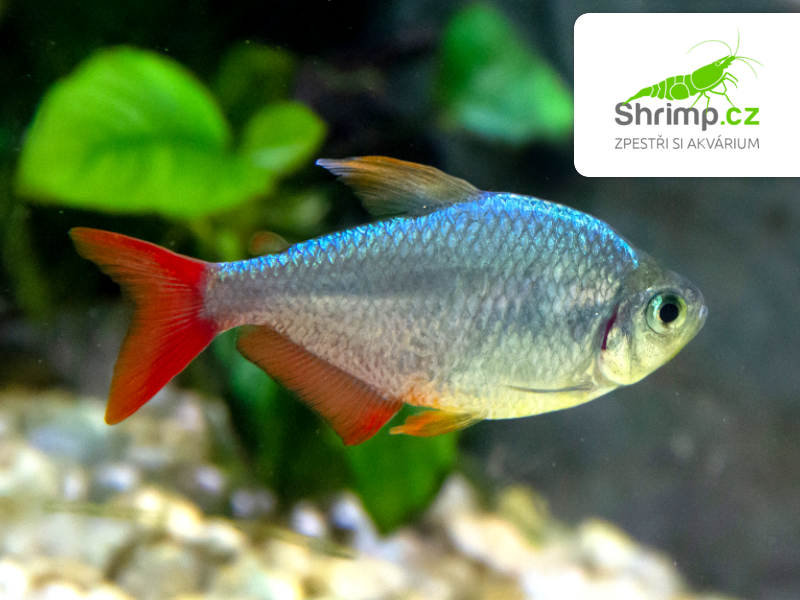 Tetra darienská 10 ks - Moenkhausia columbiana red-blue