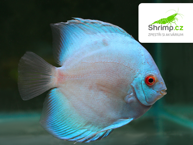 Terčovec Blue Diamond 10-12 cm - Symphysodon discus