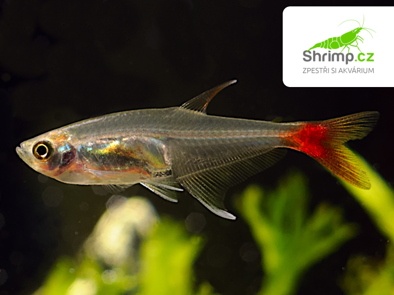 Tetra vláknoploutvá - Prionobrama filigera