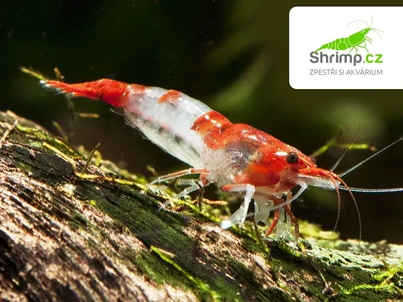 Red Rili 20 ks - Neocaridina davidi