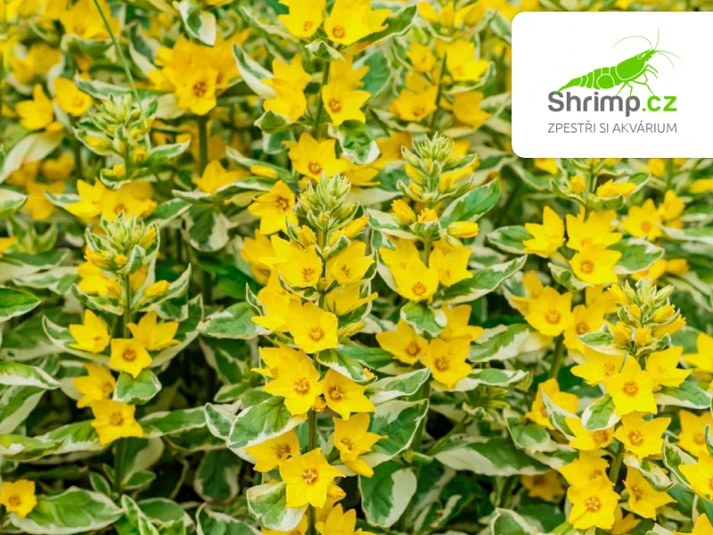 Lysimachia 'Variegata' – košík 9x9 cm