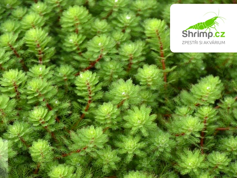 Myriophyllum rubricaule – košík 11x11 cm