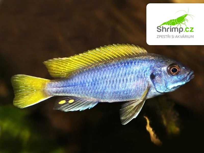 Tlamovec žlutoocasý - Pseudotropheus acei