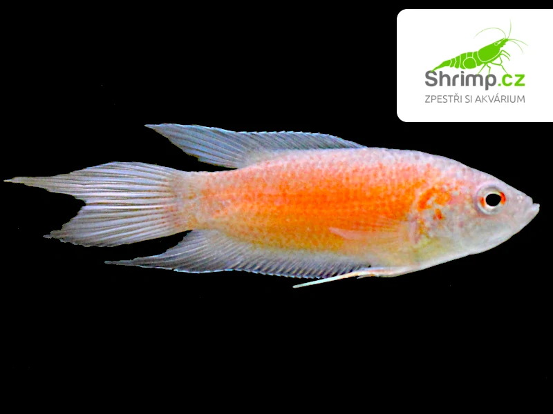 Rájovec dlhoploutvý červený - Macropodus opercularis red