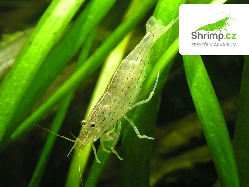 Kreveta Amano L 40 ks - Caridina Japonica