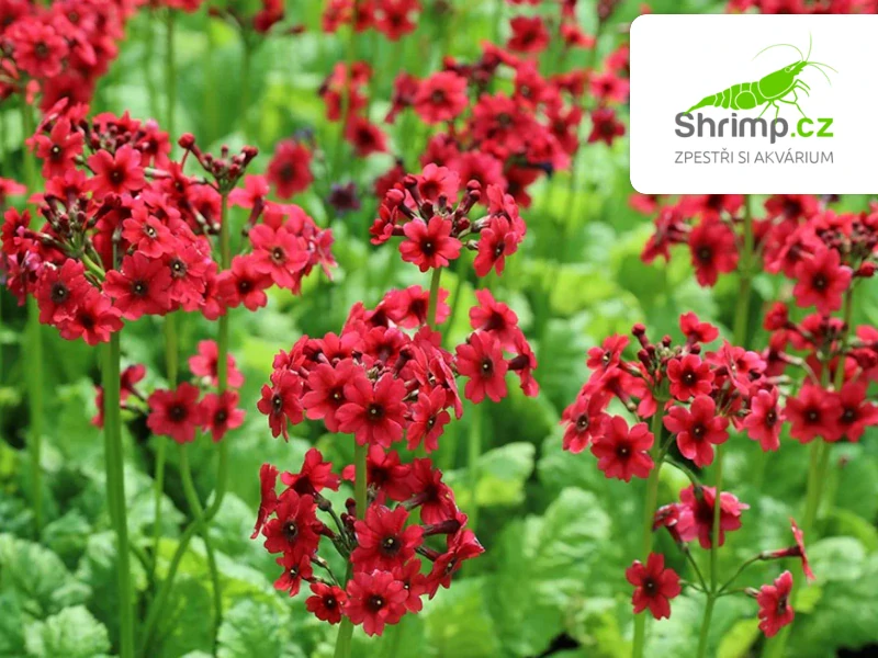 Primula japonica "Millers Crimson" – košík 9×9 cm