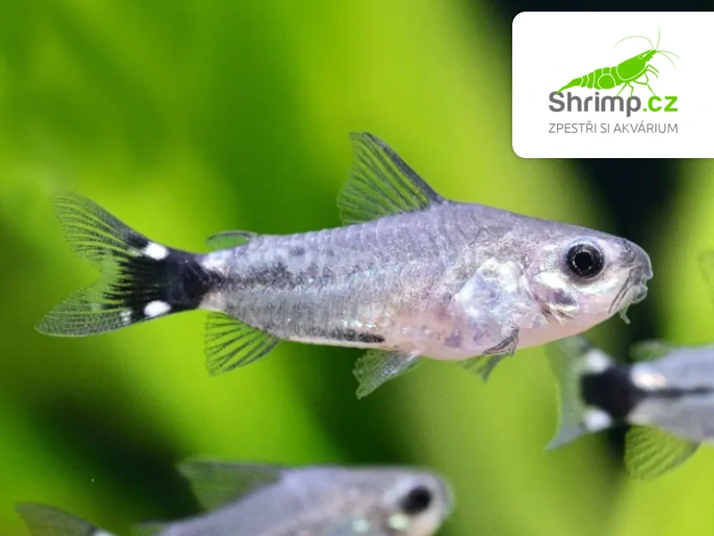 Pancéřníček trpasličí - Corydoras hastatus