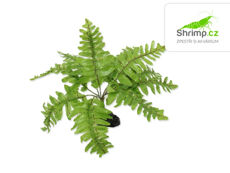 Repti Planet Rostlina Nephrolepis 20 cm