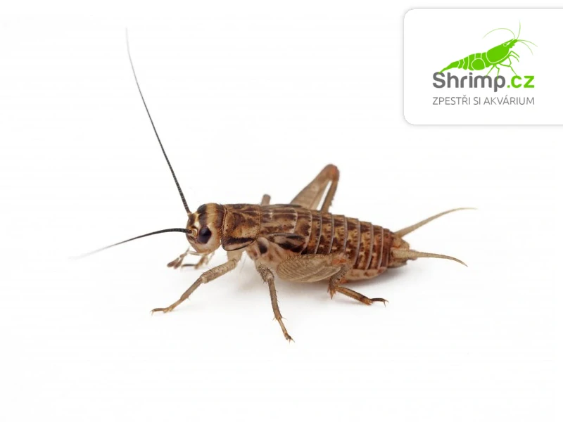 Cvrček domácí (Acheta domestica) M 70 ks – živé krmivo