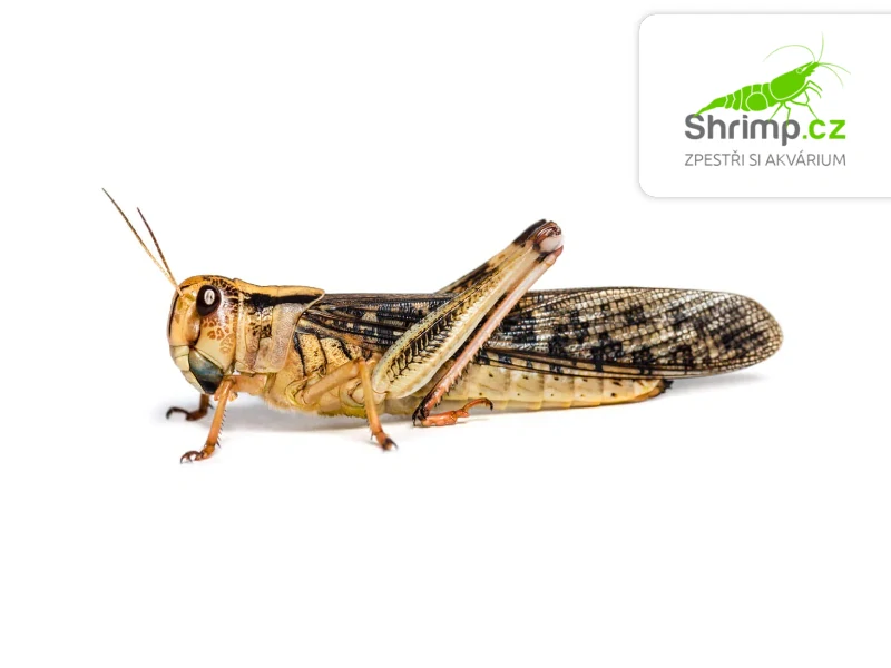 Saranče stěhovavá (Locusta migratoria) M 15 ks – živé krmivo