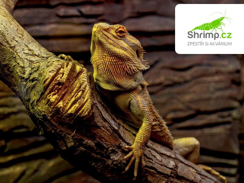 Agama vousatá - Pogona vitticeps
