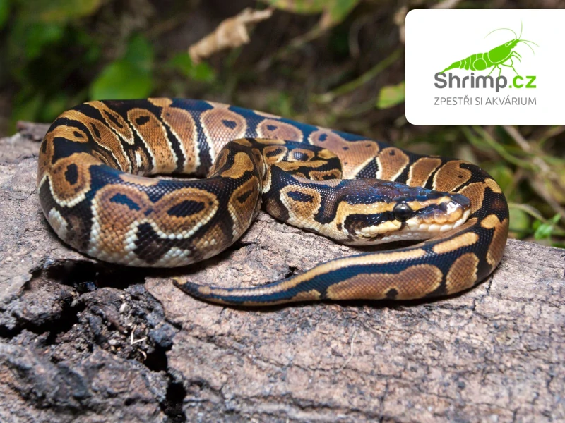 Krajta královská – Python regius