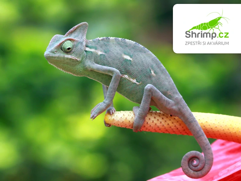 Chameleon jemenský samec – Chamaeleo calyptratus
