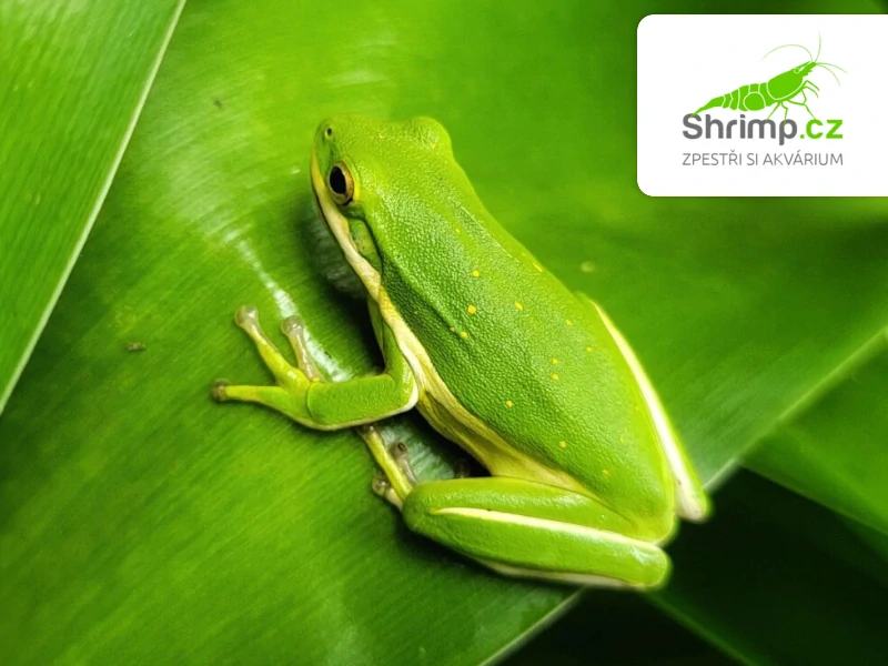 Rosnička karolínská – Hyla cinerea