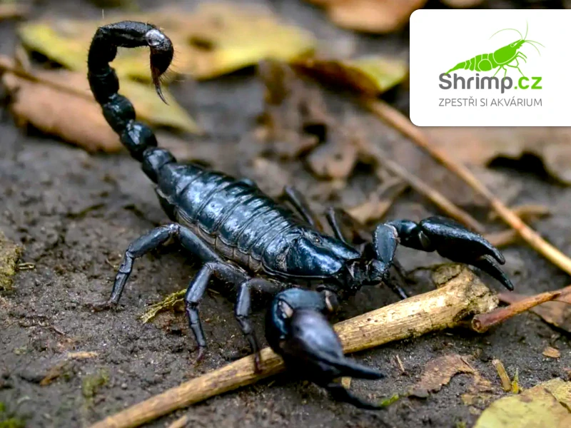 Štír Petersův – Heterometrus petersii