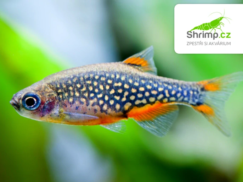 Dánio perlové 10 ks - Danio margaritatus